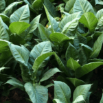 Tabakpflanze
